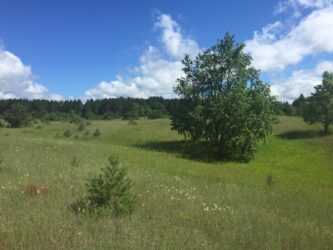 So Many Trees