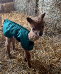 Teddy in His Cria Coat