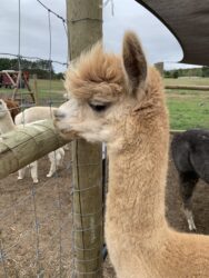 Vin Watching Over Everyone