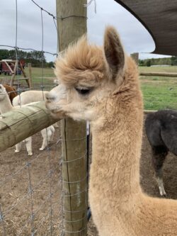 Vin Watching Over Everyone