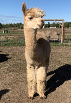 Vincentia Saying Hello