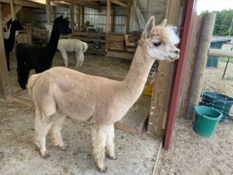 Vinnie Checking Things Out