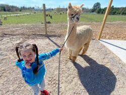Adel Going on an Alpaca Walk