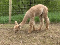 Adele Grazing in Michigan Summer