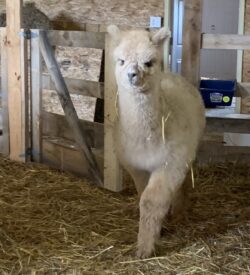 Adele Making Herself at Home in the Barn