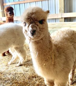 Adele and Her Adorable Alpaca Looks