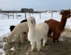 Alpaca Backtalk