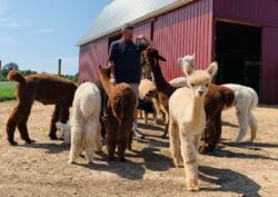 Alpaca Group Shot With Adel Escape