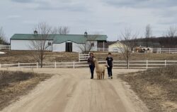 Alpaca Walks on the Farm