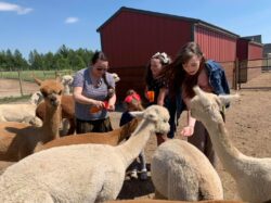 Alpaca Tour Feeding Time