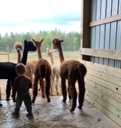 Alpacas Welcoming Lincoln into the Barn