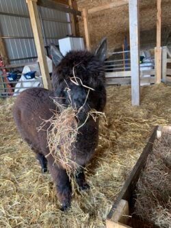 Alpacas are Messy Eaters