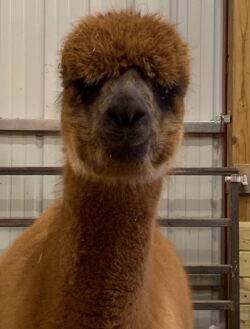 Anastasia Being Serious