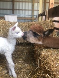 Anatasia and Levi Getting to Know Each Other