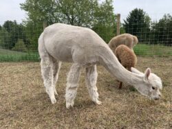 Ariana Eating in Spring