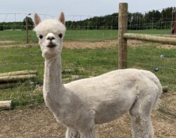 Ariana In Full Attitude