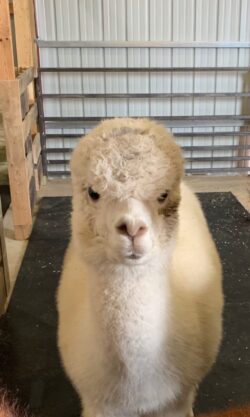 Ariana and Her Angry Alapca Face