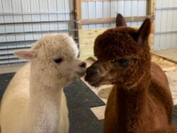 Ariana and Sienna in a Rare Moment of Alapca Friendship