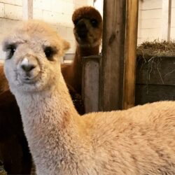 Baby Adele With Anastasia Photo Bomb