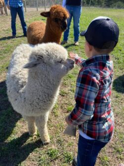 Cria Chase Being Pet