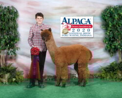 DaredevilSecondPlaceNationalAlpacaShow