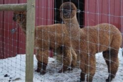 Daredevil and Captain