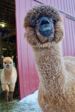 Daredevil and Teddy Photo Bomb
