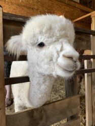 Dolly Being Silly
