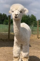 Dolly in Full Alpaca Stance