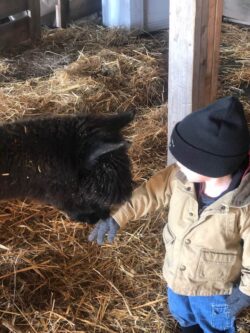 Emmit Making Alapaca Friends With Stormy