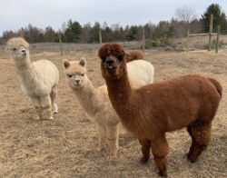 Faith Adele and Sienna Enjoying Warm Weather