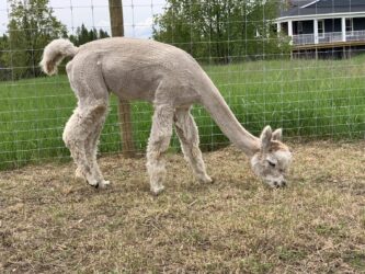 Faith Eating in Spring