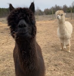 Faith and Stormy Always Together