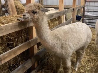 Faith Hanging in the Barn scaled