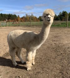 Faith in October scaled