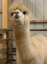 Faith in the Alpaca barn scaled