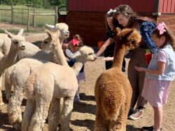 Feeding Alapcas at the Tour