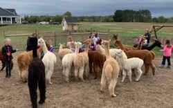 Feeding Fun With the Alpacas