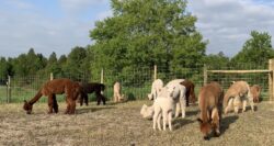 Happy Alpacas Enjoying a Warm Summer Day