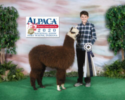 HearththrobBlueRibbonNationalAlpacaShow