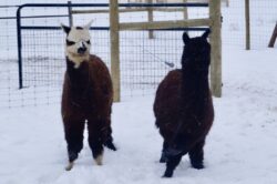 Heartthrob and Buddy Onyx