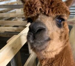 Kalista and Her Big Alpaca Eyes