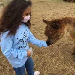Kalypso Eating Alpaca Treats