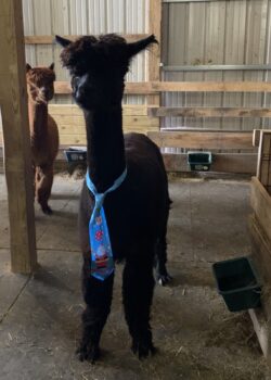 Koko Bean and Her Christmas Tie