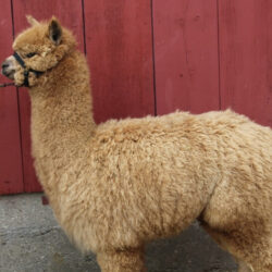 LAJs Princess Aurora