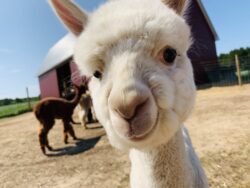 Levi in Full Alpaca Cuteness
