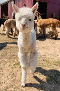 Levi on the Move scaled