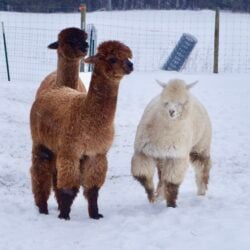 Levi Captain Daredevil