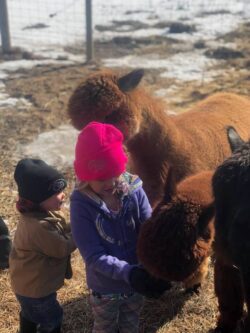 Little Children Love Feeding Alpacas