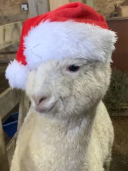 Little Levi Not Loving His Christmas Hat